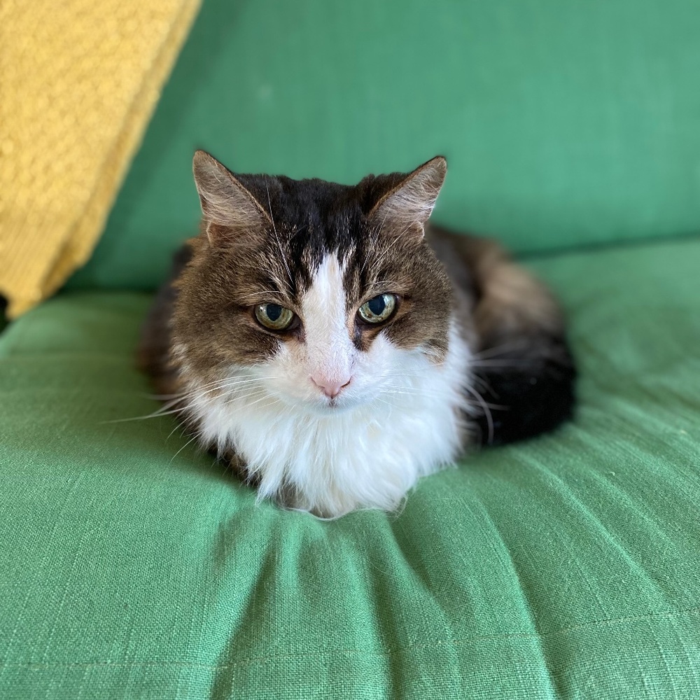 Meet your Posher, Ruv